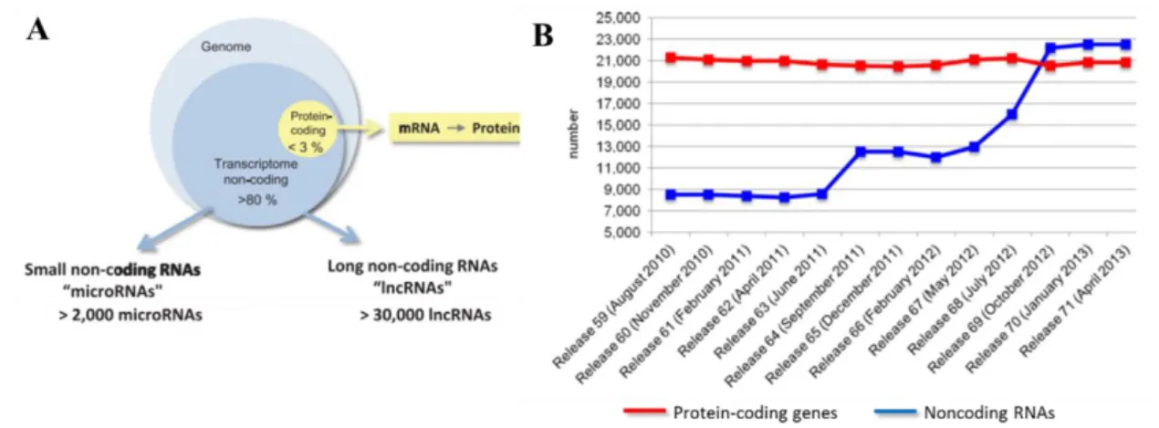 Figure  1.  1  –  Overview  of  the  coding  vs  noncoding  RNAs  in  the  human  genome