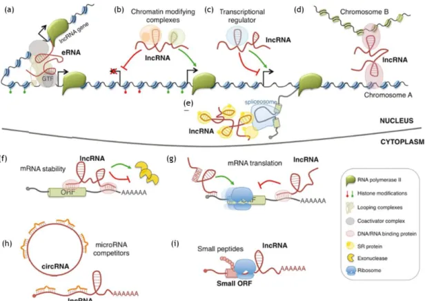 Figure  1.  2  –  Example  models of  lncRNA  functions.  Nuclear  lncRNAs  can  regulate  transcription by  acting as  enhancer  RNA  (eRNA)  (a),  by  recruiting  chromatin  modifying  complexes  (b),  or  regulating  transcription  factors  activity  (c
