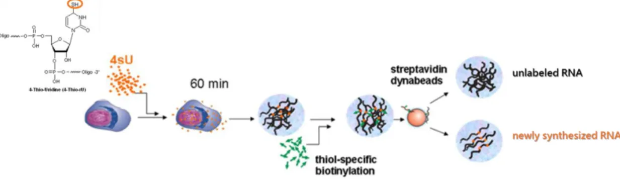 Figure  2.  2  –  Scheme  of  the  technique  of  Pulse  labeling  with  4sU-tagging.  4-thioridine  (4sU)  is  an  uridine  analogue  that  incorporate  the  RNA  when  it’s  being  synthetized