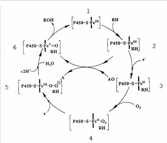 Figura 1.1: Ciclo catalítico do P450 descrito por Dawson 12 