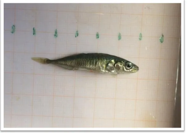 Figure 2.7. An image of a threespine stickleback immediately before dissection. Each large  square measured 1 by 1 centimeter, and each small square measured 1 by 1 millimeter
