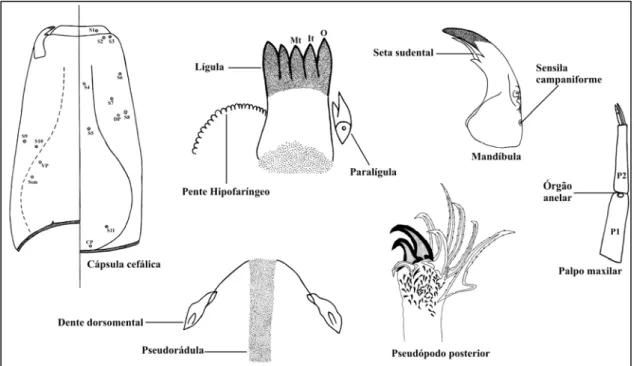 Fig. 2 – Aspecto geral de uma larva de Tanypodinae, com destaque das principais  estruturas que determinam o gênero Ablabesmyia