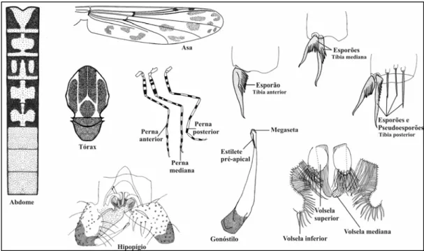 Fig. 4 – Aspecto geral do adulto macho de Tanypodinae, com destaque das principais  estruturas que determinam o gênero Ablabesmyia
