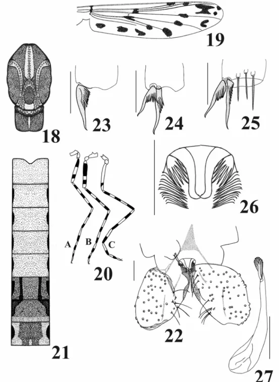 Figs 18-27. Ablabesmyia sp.1 spec. nov. (macho adulto): 18 – tórax; 19 – asa; 20 – pernas, A, perna anterior; 