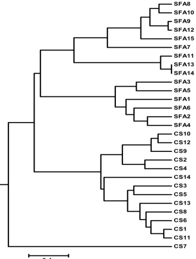 Figura 1- Dendrograma baseado na composição química dos óleos essenciais de duas  populações de Hesperozygis ringens (CS- Caçapava do Sul e SFA- São Francisco de  Assis), construído através da análise de agrupamento pelo método UPGMA