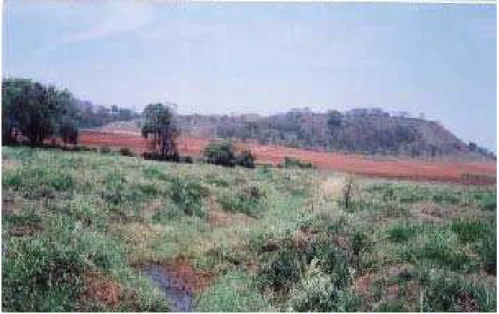 Figura 3: Vista geral do Córrego São João (C1: cana-de-açúcar) 