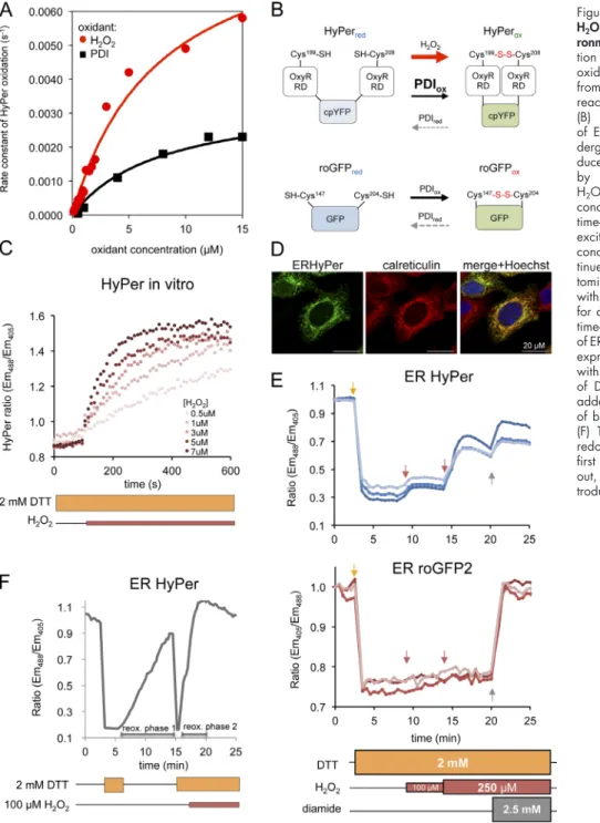 Figure 2.  ERHyPer responds to exogenous  H 2 O 2  in a chemically imposed reducing  envi-ronment