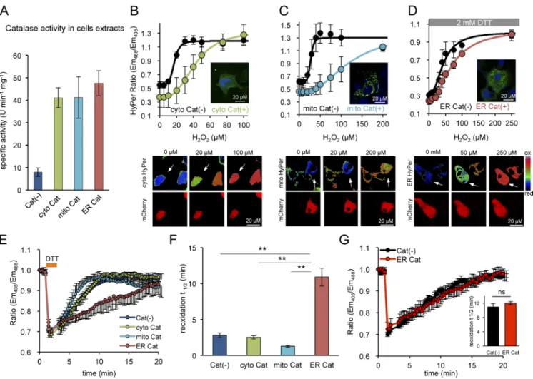 Fig. S1 shows measurements of ERroGFP2 reoxidation kinetics in  PRDX4 KO cells. Fig. S2 shows HyPer oxidation rates driven by H 2 O 2