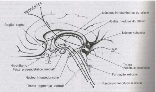 Figura 1. Ilustração representativa das principais conexões da área septal, destacando-se a  conexão com o hipotálamo