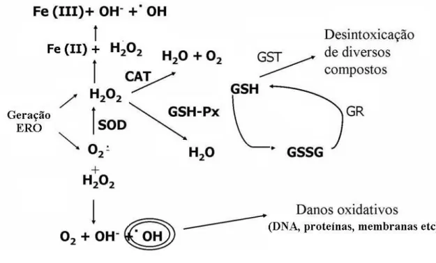 Figura 1: Esquema de geração de ERO e DA enzimáticas (modificado de RAMOS et  al., 2000 e DRÖGE, 2002)