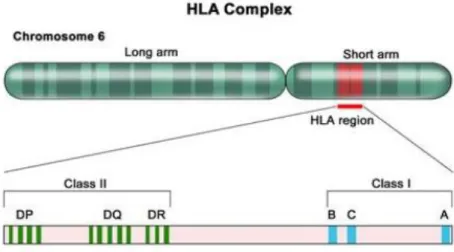 Figura  2.2:  Complexo  antigénio  leucocitário  humano.  Cromossoma  humano  6,  com  amplificação  do  HLA