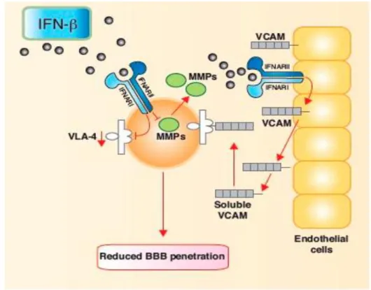 Figura  5.8:  Mecanismo  de  acção  do  Interferão  Beta  (INF-β)  e  a  consequente  diminuição  da  permeabilidade da barreira hemato encefálica (BHE)