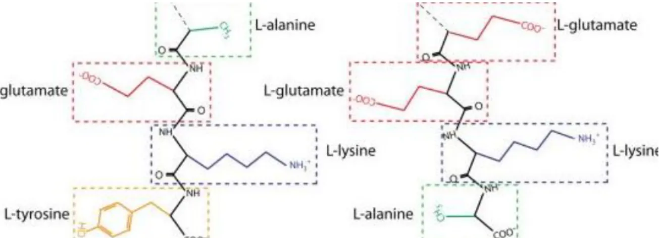 Figura  5.9:  Estrutura  aleatória  do  Acetato  de  Glatirâmero  constituído  pelos  aminoácidos  L-alanina,  L- L-lisina, L-glutamato, L- tirosina