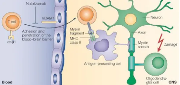 Figura 5.10: Mecanismo de acção do Natalizumab antagonista do antigénio muito tardio 4 (VLA-4) ou  integrina α4 β1, ligando da molécula celular de adesão vascular 1 (VCAM-1)  [134]