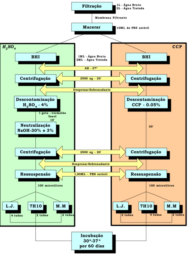 Figura 6 – Procedimentos de descontaminação para isolamento de micobactérias. São Carlos,  2006