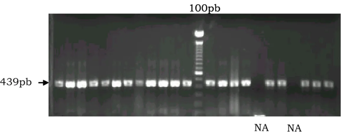 Figura 9 – Gel de agarose a 1% demonstrando o fragmento de 439pb obtido por PCR. NA – Não  amplificado
