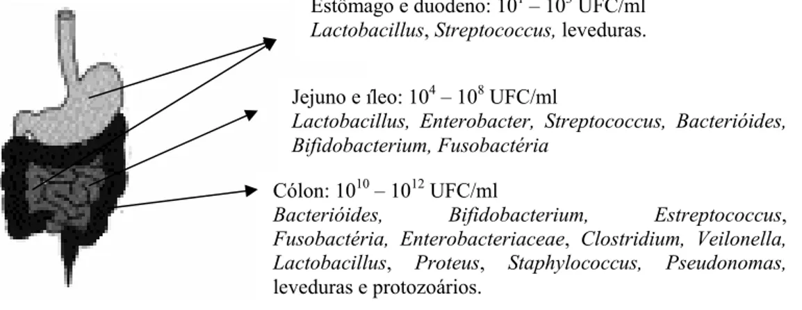 FIGURA 2 - Colonização microbiana do trato gastrointestinal humano.    