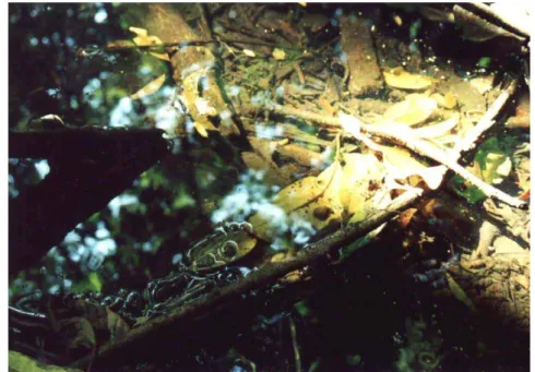 Figura 3. Aspecto geral do substrato (folhas e troncos) do Córrego do Fazzari. Fonte: S