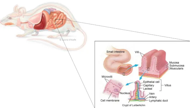 Figure 1. 1. Structure of the adult small intestine in mammals. The tubular small intestine is formed by 3 main  layers of different tissues – the mucosa, the submucosa and the muscularis mucosa