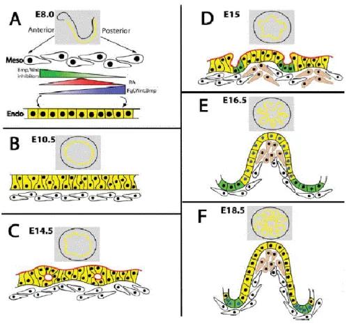 Figure 1. 4. Schematic representation of embryonic intestinal development in mouse. (A) From E8.0 to E9.5,  the primitive gut tube is formed