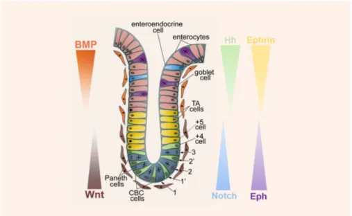 Figure 1. 8. Signalling pathways involved in the maintenance of intestinal homeostasis and their gradients  of expression along the crypt-villi axis