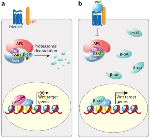 Figure  1.  9.  Schematic  representation  of the  canonical Wnt/β-catenin  pathway.  In  the  absence  of  the  Wnt  ligands Fzd and LRP5/6, β-catenin is degraded and the Wnt target genes are not expressed (a)