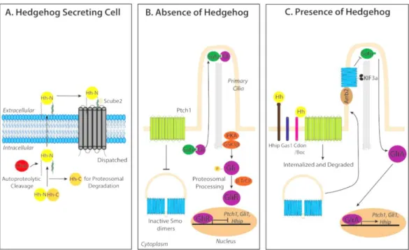 Figure 1. 12. Hh signalling pathway. The precursor of the active Hh protein undergoes some modifications until  its  active  form  is  secreted  with  the  help  of  proteins  Disp  and  Scube2  (A)