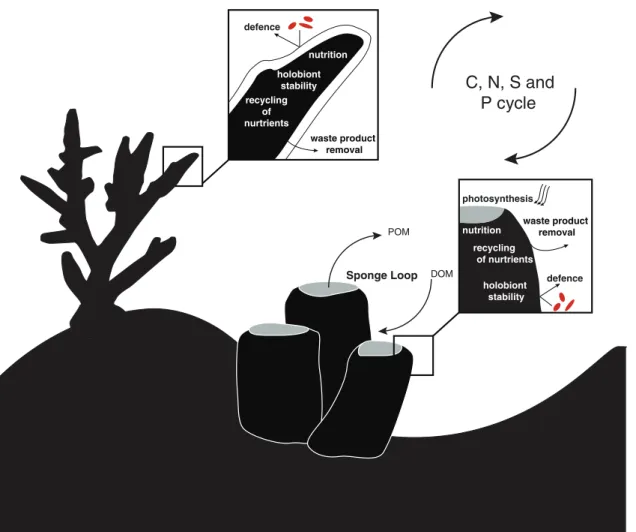 Figure 2. Simplified overview of microbial functions in a coral reef ecosystem. Microbes play a fundamental role in all major biogeochemical cycles (Carbon, Nitrogen, Sulfur and Phosphorus) in the coral reef ecosystem and contribute to their host ’ s nutri