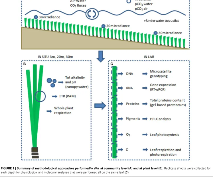 FIGURE 1 | Summary of methodological approaches performed in situ at community level (A) and at plant level (B)