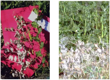 Figure 1 The first induced powdery mildw resistant mutants in Pisum sativum L. Left. Resistant mutant  S(er1mut1)