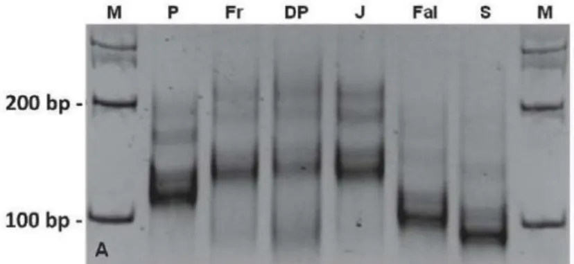 Figure 11 SSR-PsMLO1 marker (primer combination 1) amplified in six pea genomes analyzed on 10% 