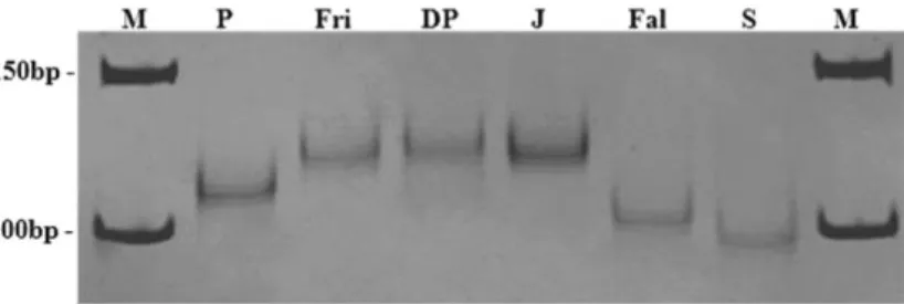 Figure 13 SSR-PsMLO1 marker (primer combination 1) amplified in six pea genomes analyzed on 10% 