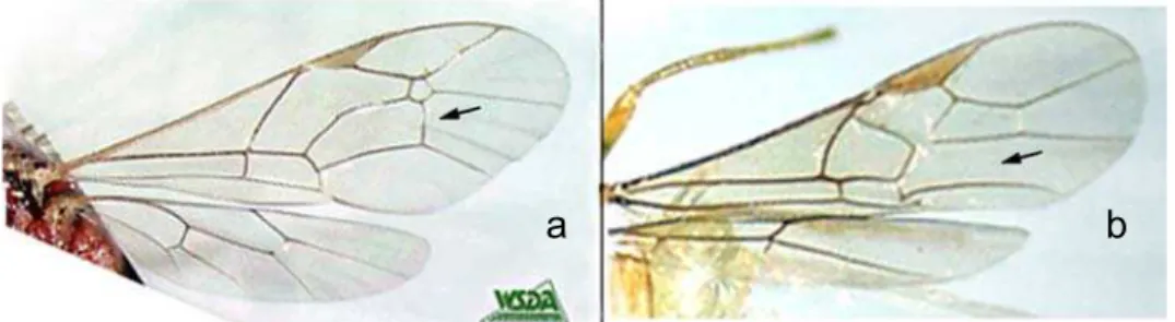 Figura 3. Asas anterior e posterior de Ichneumonidae (a) e Braconidae (b) (seta  sinalizando a presença e ausência da segunda nervura recurrente, respectivamente),  retirado de www.wsda.com