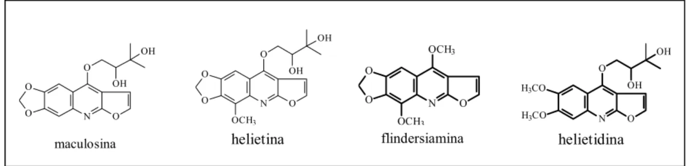 FIGURA 1.6 – Substâncias isoladas de Helietta (GOLOUBKOVA et al., 1998) ONOOOOHOHmaculosinaONOOOOHOHOCH3helietina helietidina H3CONH3COOOOHOHONOOOCH3OCH3flindersiamina 