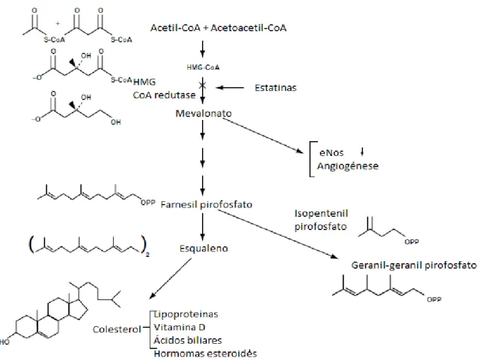 Figura 4.2-Esquema simplificado da síntese do colesterol  18