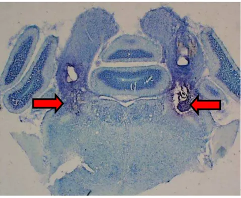 Figura 2: Fotomicrografia de um corte transversal de um cérebro de rato mostrando do local  das injeções, indicado pelas setas, no núcleo parabraquial lateral (NPBL)