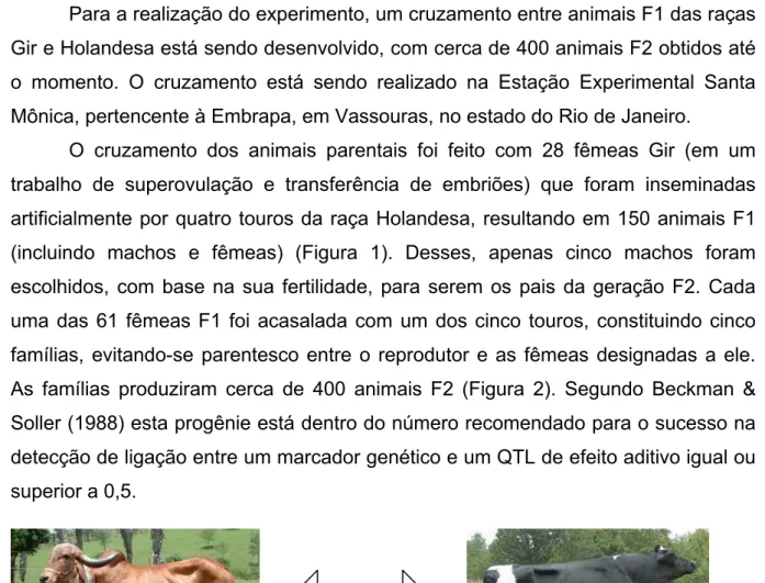 Figura 1 – Cruzamentos realizados para a obtenção da geração F1. Parentais Gir (A) e Holandês (B) cruzados para a obtenção de animais F1 (C), mostrando homogeneidade fenotípica.