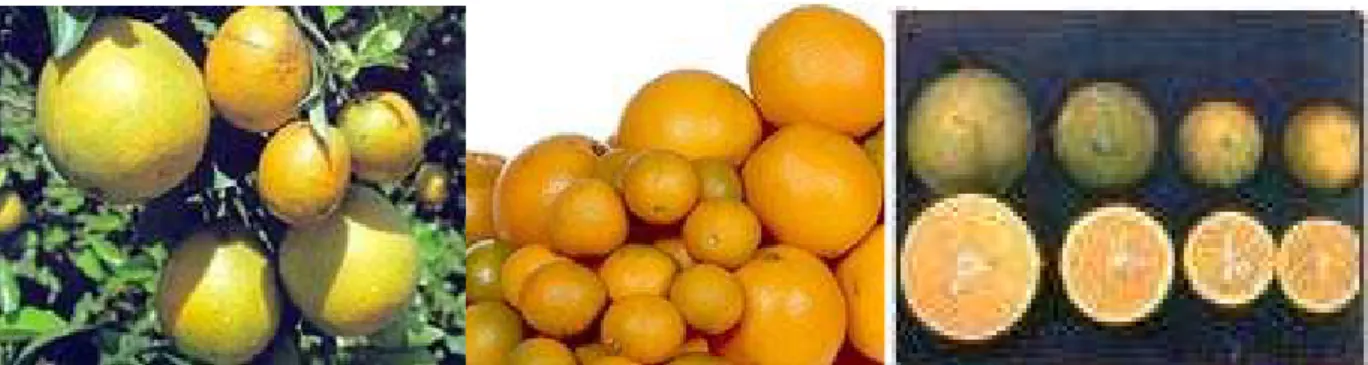 FIGURA 1.2: Frutos sadios ao lado de frutos de tamanho reduzido devido à CVC. 