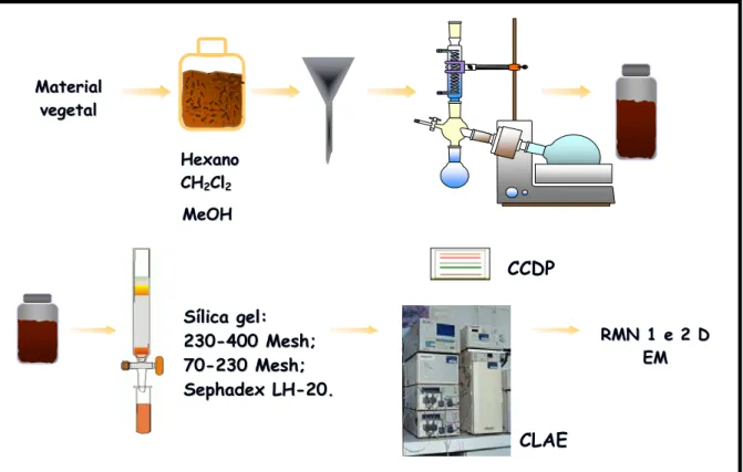 FIGURA 3.1: Metodologia utilizada no Estudo Fitoquímico: extração, purificação e  identificação das substâncias isoladas