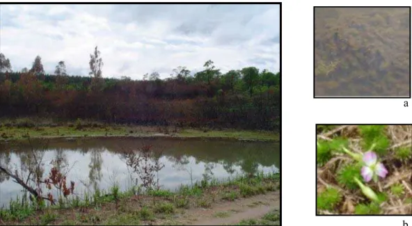 Figura 5: Lagoa Mayaca em período de chuva em detalhe M. fluviatilis na fase de floração continua  (submersa)