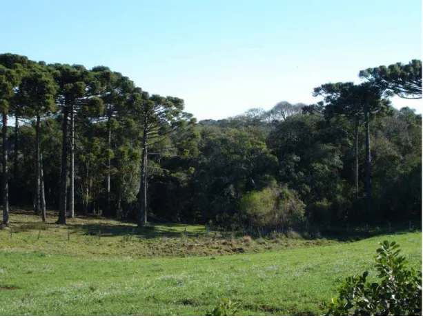 Foto 1. Visão geral do fragmento florestal localizado na Fazenda Três Capões,  Guarapuava, PR