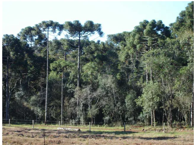 Foto 2. Visão geral do fragmento florestal 1, localizado na Fazenda Trindade,  Guarapuava, PR