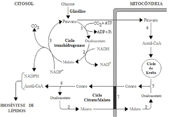 Figura 5. Esquema representativo do fluxo celular de malato de citrato, como percursores de acetil-CoA e NADPH,  essenciais para a produção de TAG em MO