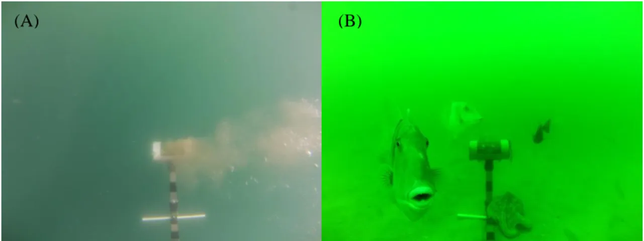 Figura 3.1 (A, B): (A) Visível dispersão de odor e partículas de isco a partir do tubo de isco  durante a submersão; (B) De forma mais visível, Balistes capriscus, Spondyliosoma cantharus 
