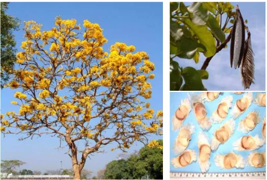 Figura 1 – Árvore, frutos e sementes de Tabebuia aurea. Cuiabá, Mato  Grosso, Brasil. (Fotos: Borba Filho, A.B.)