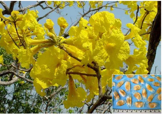 Figura 3 – Flores e sementes de Tabebuia ochraceae. Cuiabá, Mato Grosso,  Brasil. (Fotos: Finger, Z.; Borba Filho, A.B.)