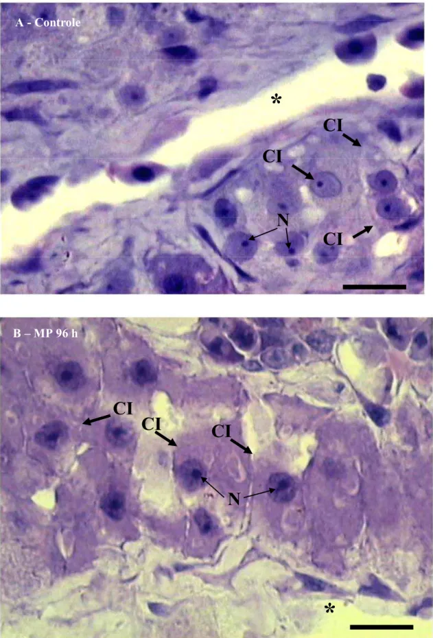 Figura 5. Rim anterior de B. cephalus do grupo controle (A) e do grupo MP 96 h (B) mostrando células  interrenais (CI) próximas a um capilar (*)