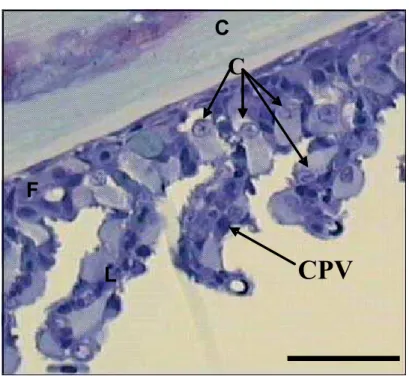 Figura 8. Corte sagital do filamento branquial de B. cephalus exposto a 2 ppm de MP durante 96h