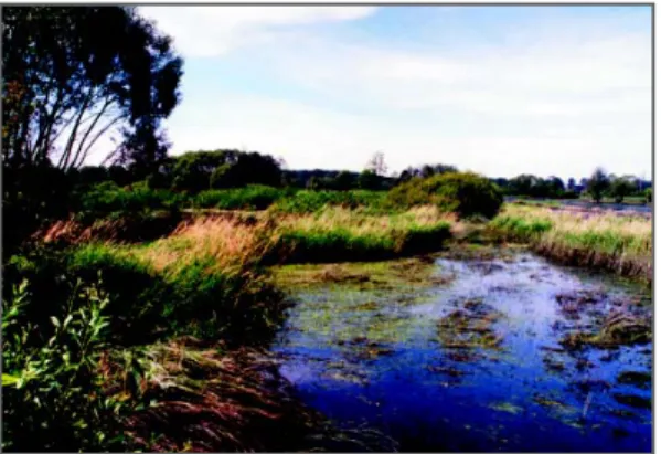Fig. 5.3 Floodplain of the Pilica River in central Poland, a lowland river (photo: I. Wagner-Lotkowska)