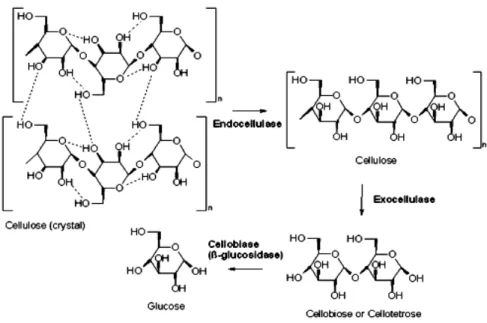 Figura 2.12: Mecanismo da degradação da celulose e o sinergismo do complexo enzimático